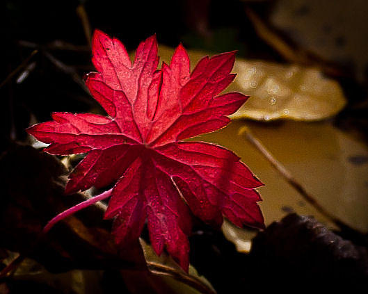 Brilliant Red Photograph by Steven Reed