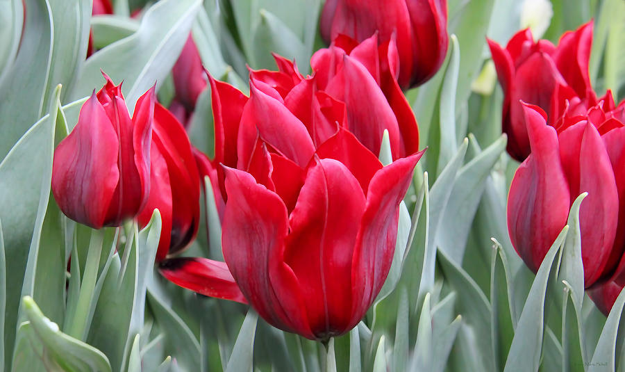 Brilliant Red Tulips in the Garden Photograph by Jennie Marie Schell