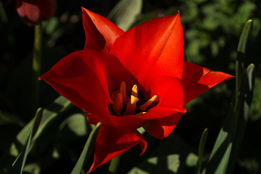 Spring Photograph - Brilliant Spring Sunshine in Red  by Georgia Mizuleva