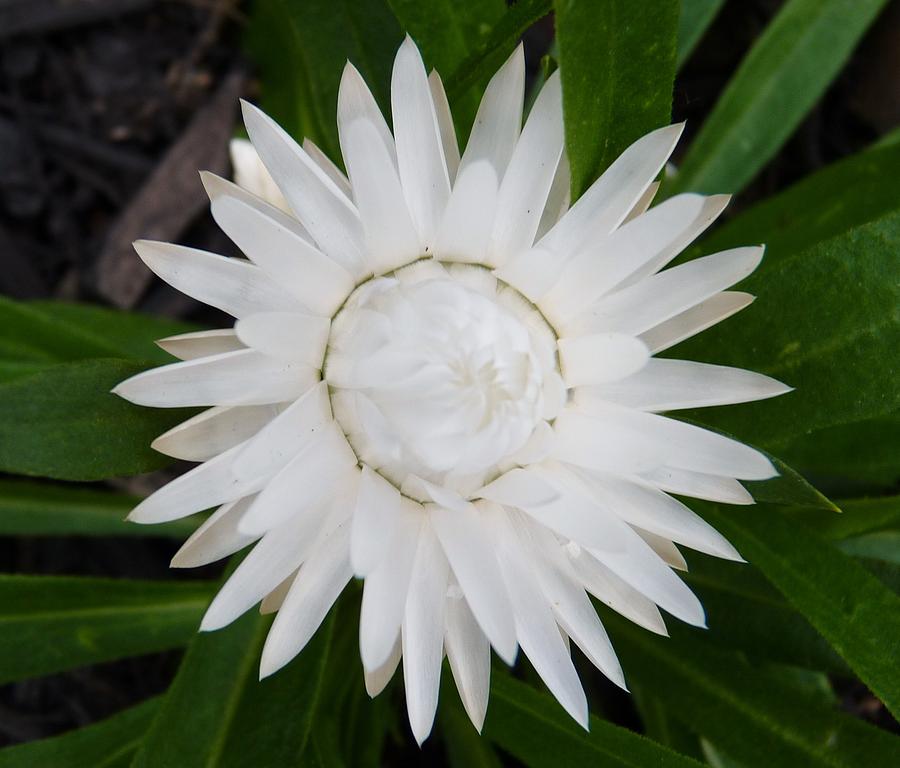 Brilliant Strawflower Photograph by Jeanette Oberholtzer