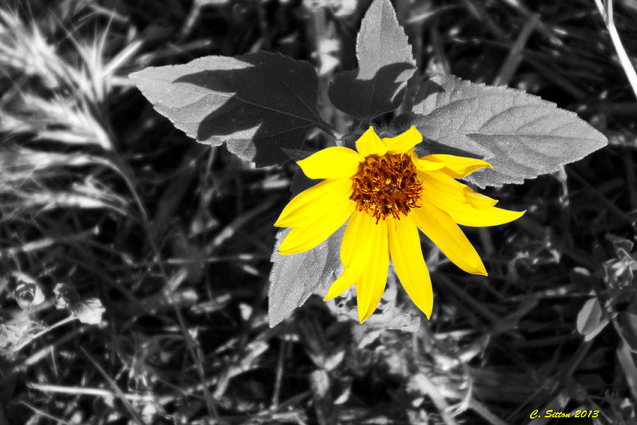 Brilliant Sunflower Photograph by C Sitton