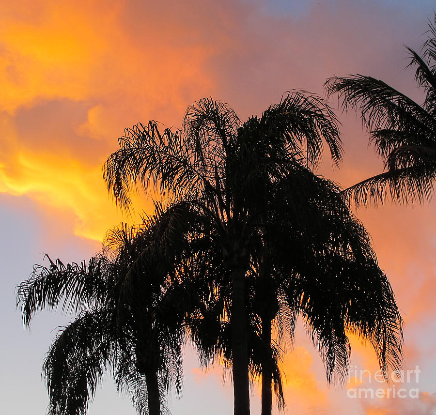 Brilliant Sunset Photograph by Arlene Carmel