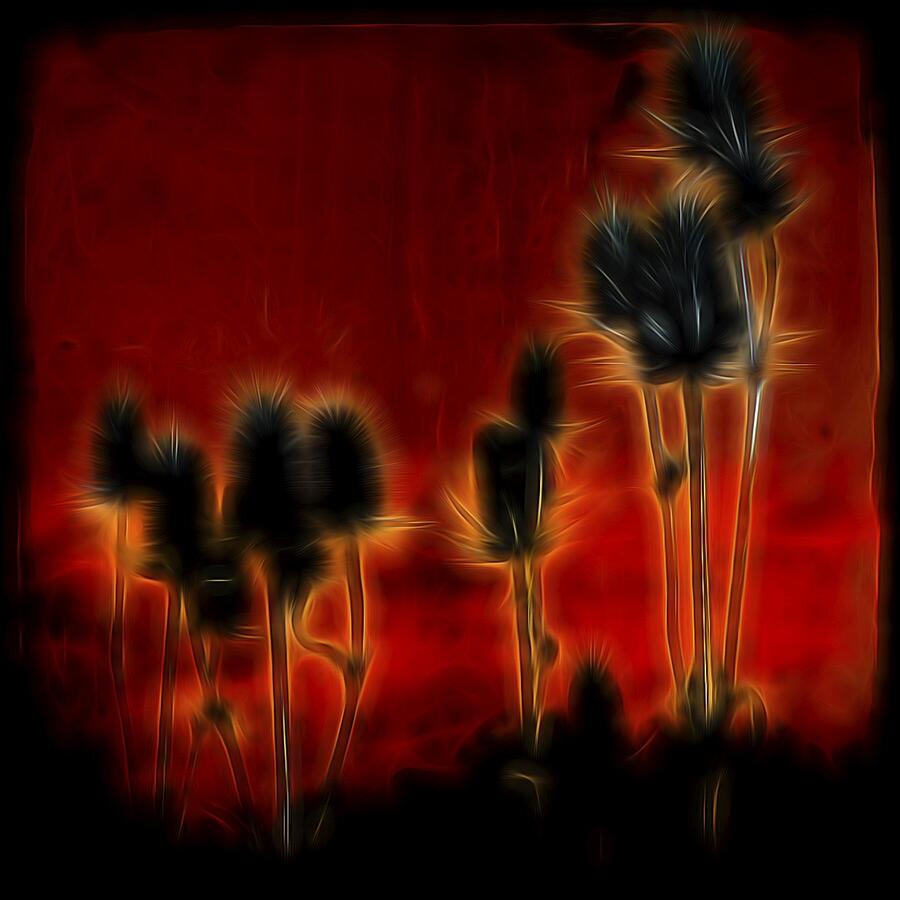 Nature Digital Art - Brilliant Teasel by Gothicrow Images