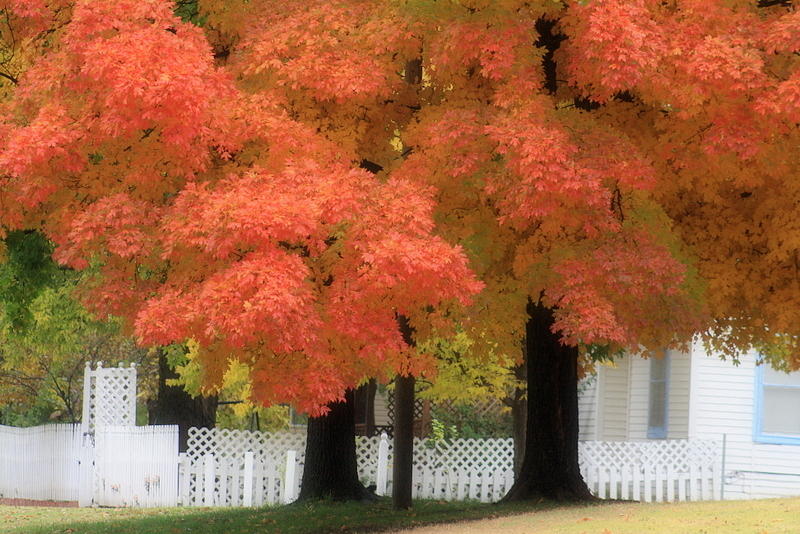 Fall Photograph - Brilliant Trees by Phoebe Janzen