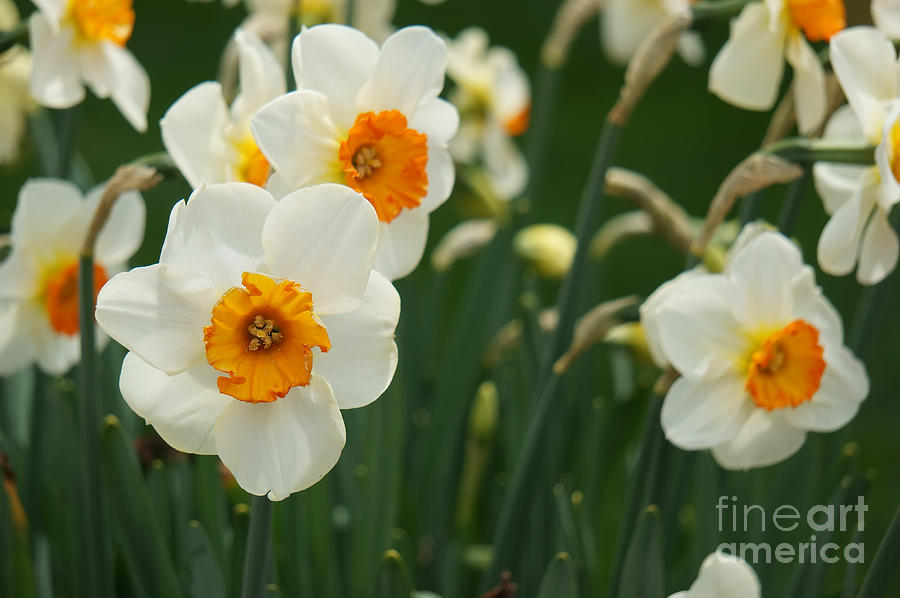 Brilliant White Daffodil With Yellow Center Photograph by Ules Barnwell
