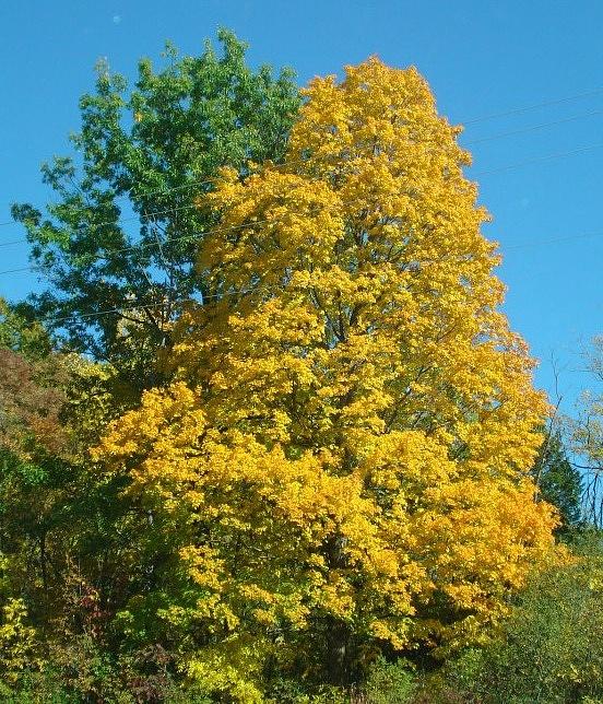 Fall Photograph - Brilliant Yellow by Deni Breitenbach