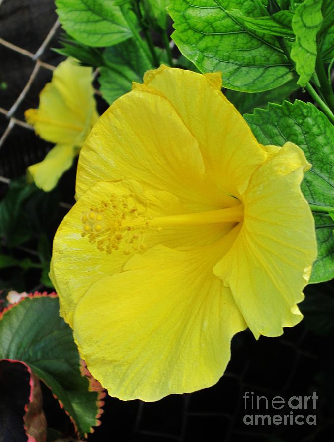 Brilliant Yellow Hibiscus Photograph by Craig Wood