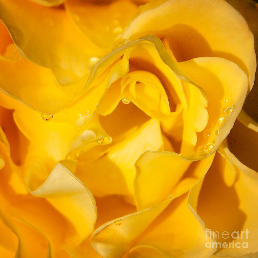 Brilliant Yellow Rose Blossom With Rain Drops Photograph by Jerry Cowart