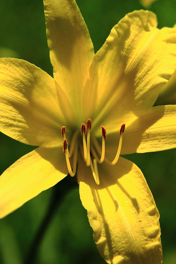 Brilliantly Yellow Photograph by Reid Callaway