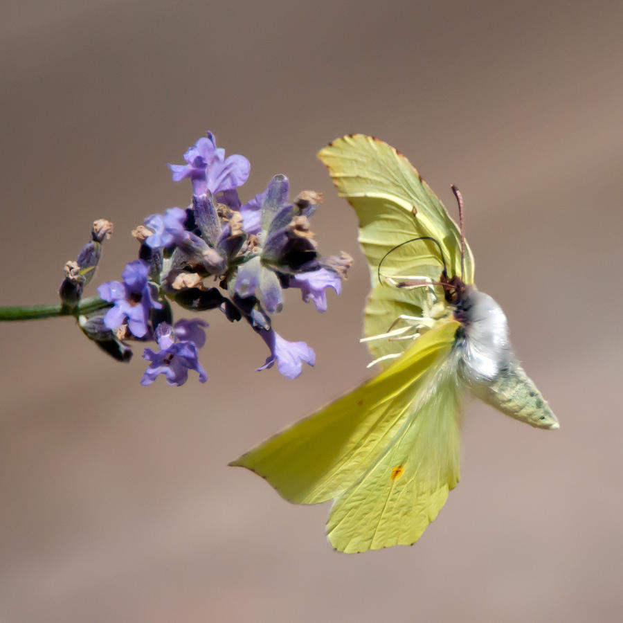Butterfly Photograph - Brimstone flying to the next Lavender by Torbjorn Swenelius