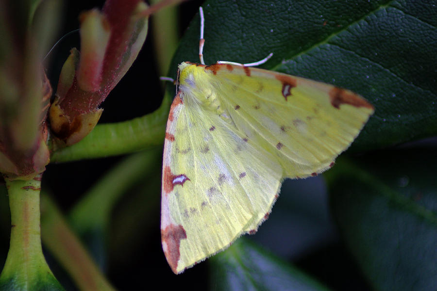 Brimstone Moth Photograph by Tony Murtagh