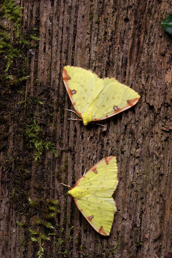 Brimstone Moths Photograph by David Aubrey - Fine Art America