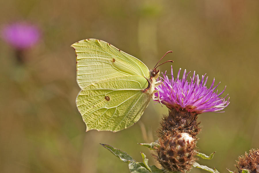 Brimstone on Creeping Thistle Photograph by Paul Scoullar