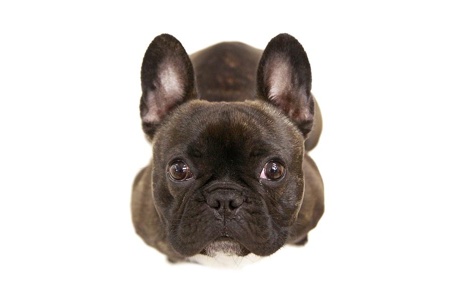Brindle french bulldog Photograph by Back in the Pack dog portraits