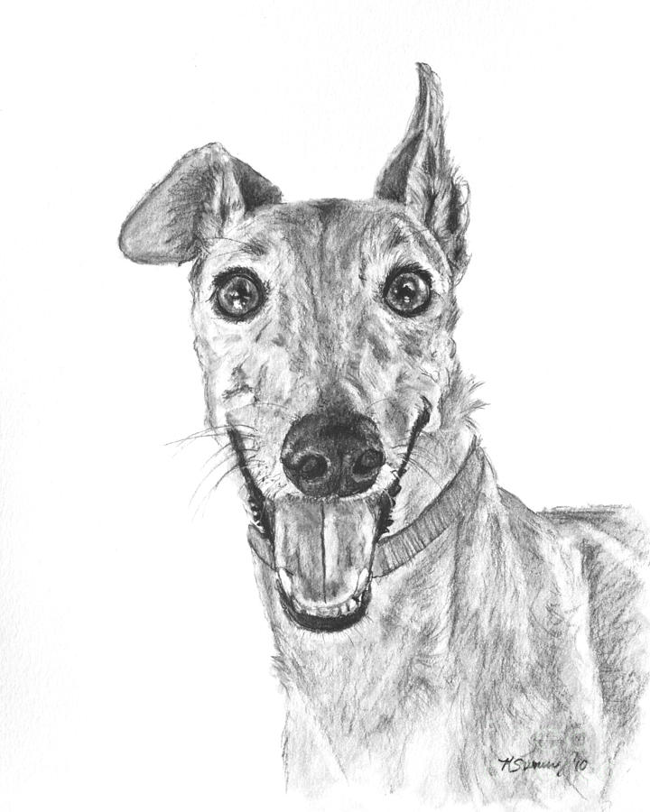 Nature Drawing - Brindle Greyhound Close Up Portrait by Kate Sumners