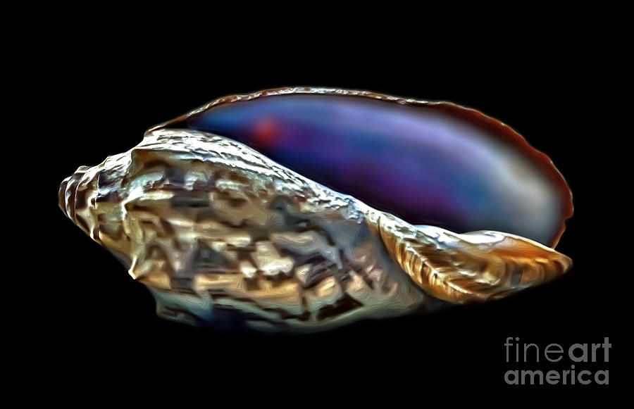 Shell Photograph - Brindle Sea Shell by Walt Foegelle