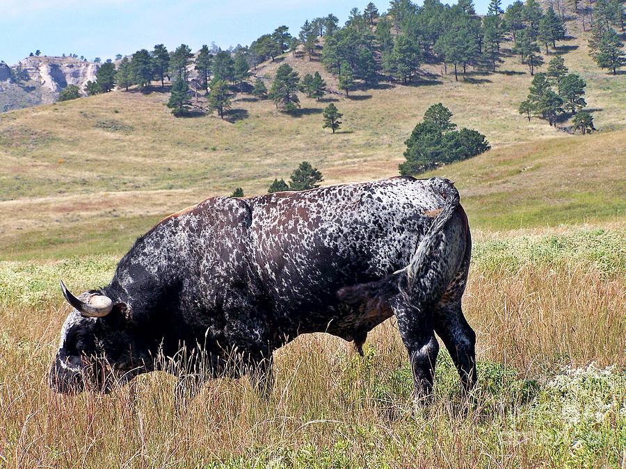 Brindled Bull Photograph by Christian Mattison - Fine Art America