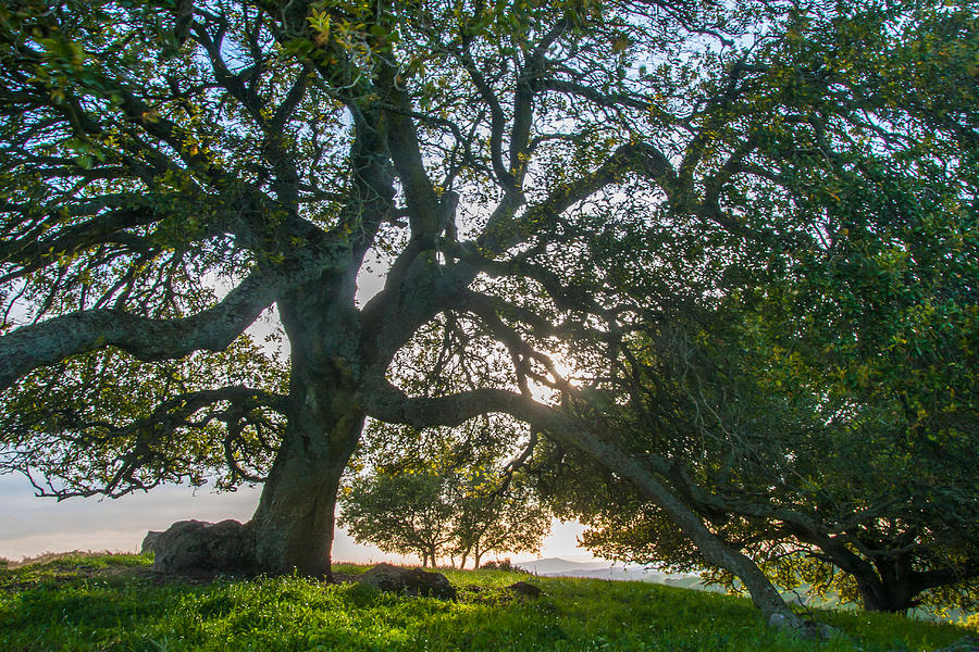 Spring Photograph - Briones Oak by Marc Crumpler