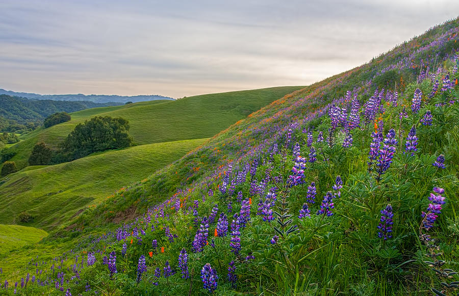 Briones Wildflowers Photograph by Marc Crumpler