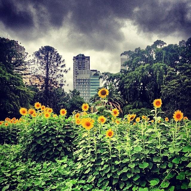 Nature Photograph - #brisbane #sunflowers #nature #urban by Christof Flachsi
