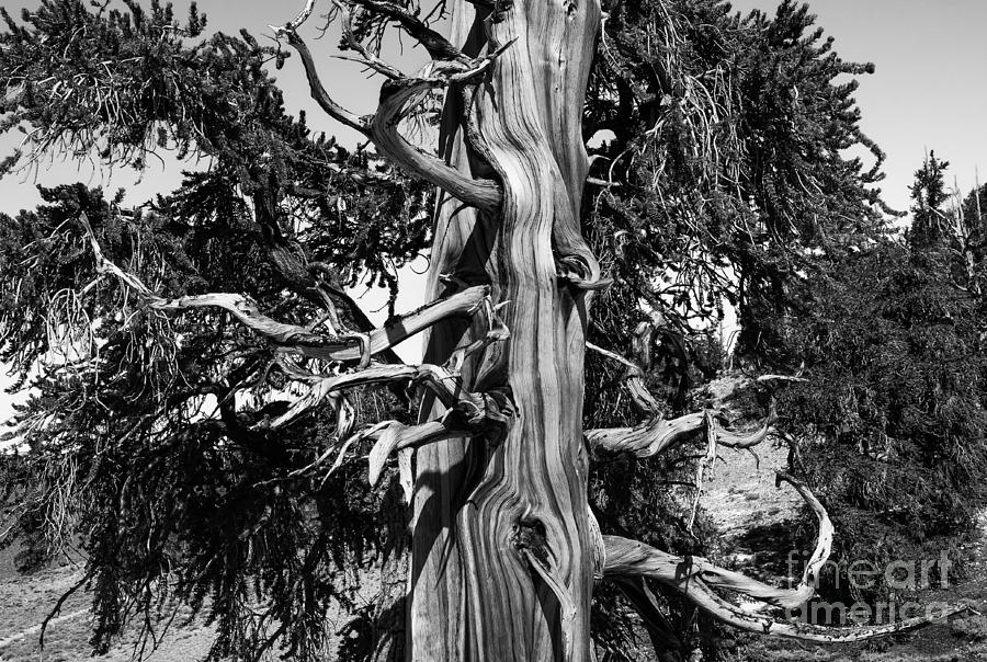 Bristle-cone Pine-1 Photograph by Mae Wertz