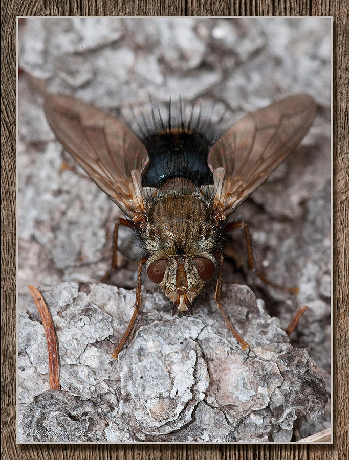 Bristle Fly Photograph by WB Johnston