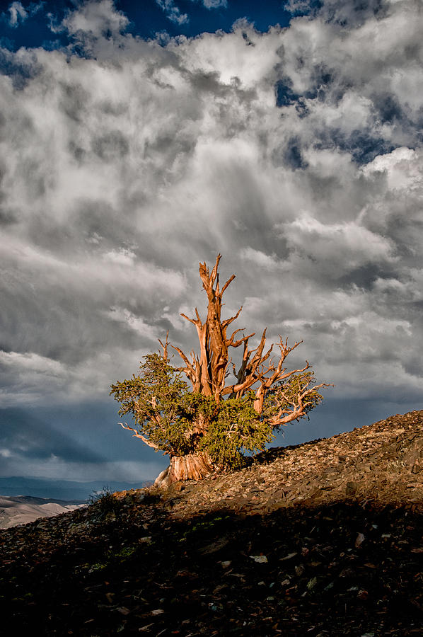 Bristlecone and Clouds Photograph by Cat Connor
