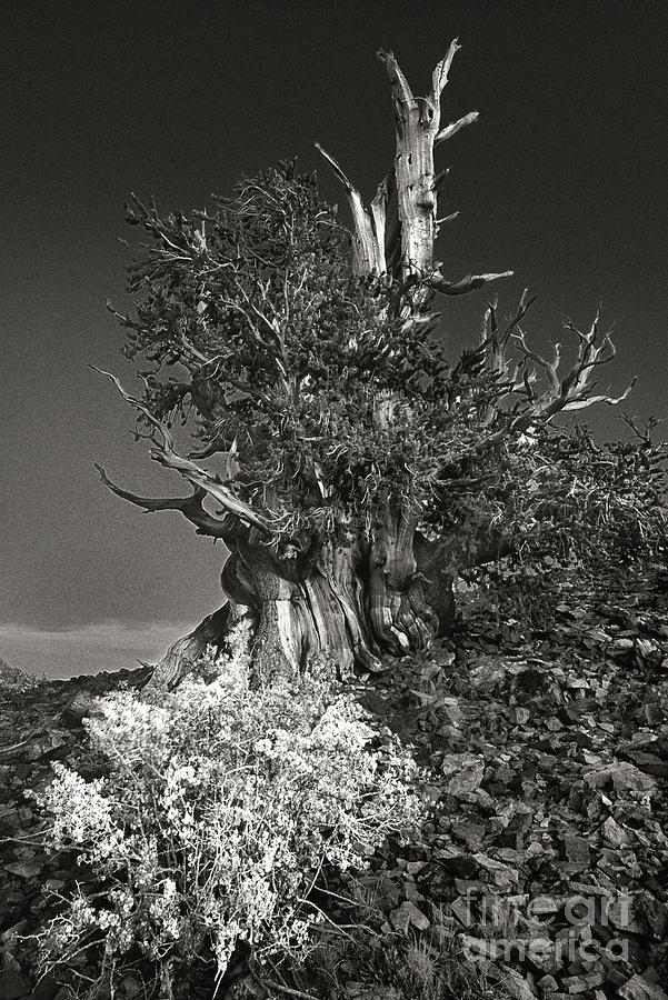 Bristlecone and Wildflowers in Black and White Photograph by Dave Welling