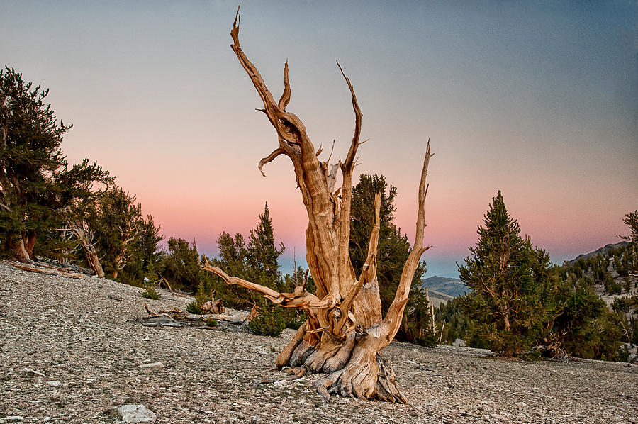 Bristlecone at Sunset Photograph by Cat Connor