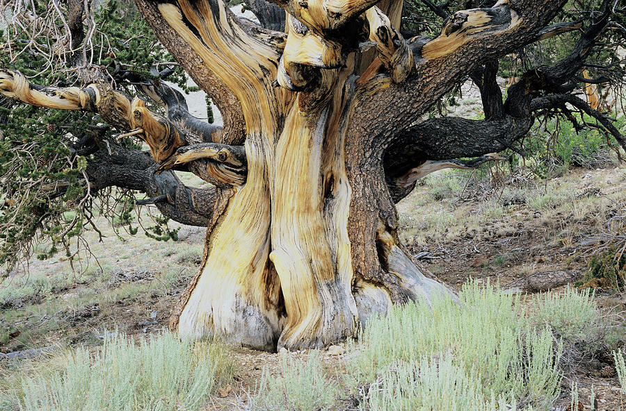 Nature Photograph - Bristlecone Pine by Alex Bartel/science Photo Library