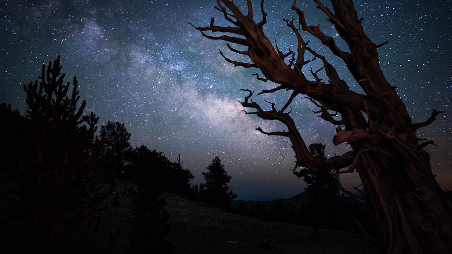 Bristlecone Pine And The Milky Way Photograph by Daniel J Barr