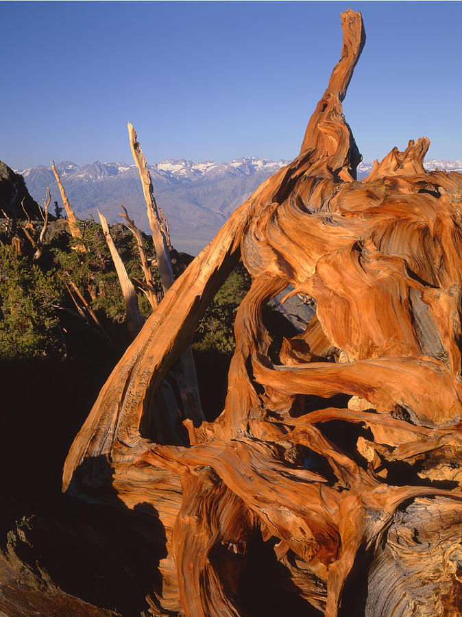 1N6952-Bristlecone Pine and the Palisades Photograph by Ed  Cooper Photography