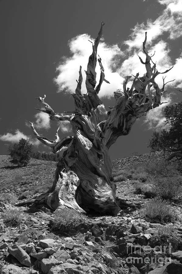 Bristlecone Pine Photograph by Art Whitton