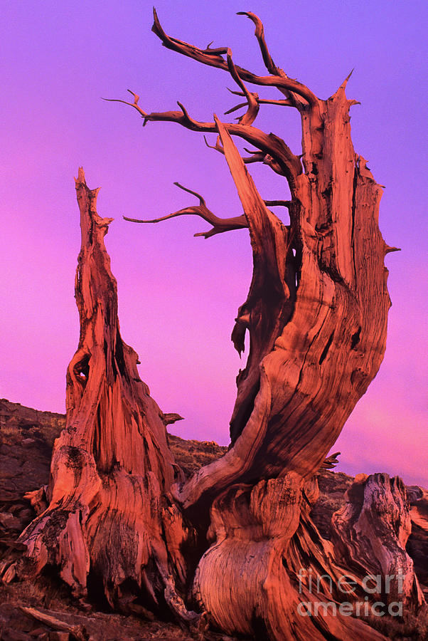 Bristlecone Pine at Sunset White Mountains Californa Photograph by Dave Welling