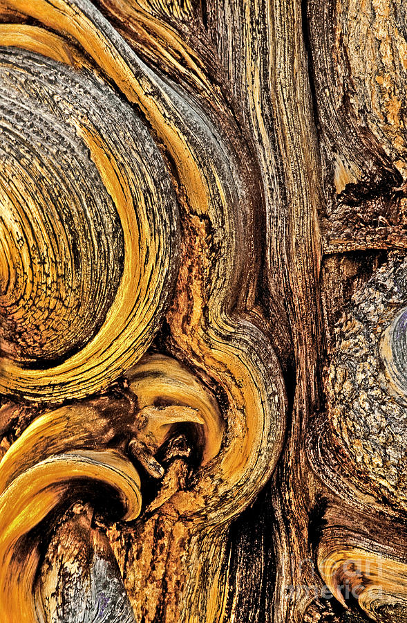 Abstract Photograph - Bristlecone Pine Bark Detail White Mountains CA by Dave Welling