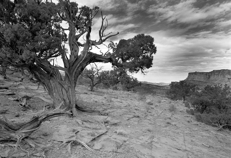 Bristlecone Pine Canyonlands Utah Photograph by Christian Slanec