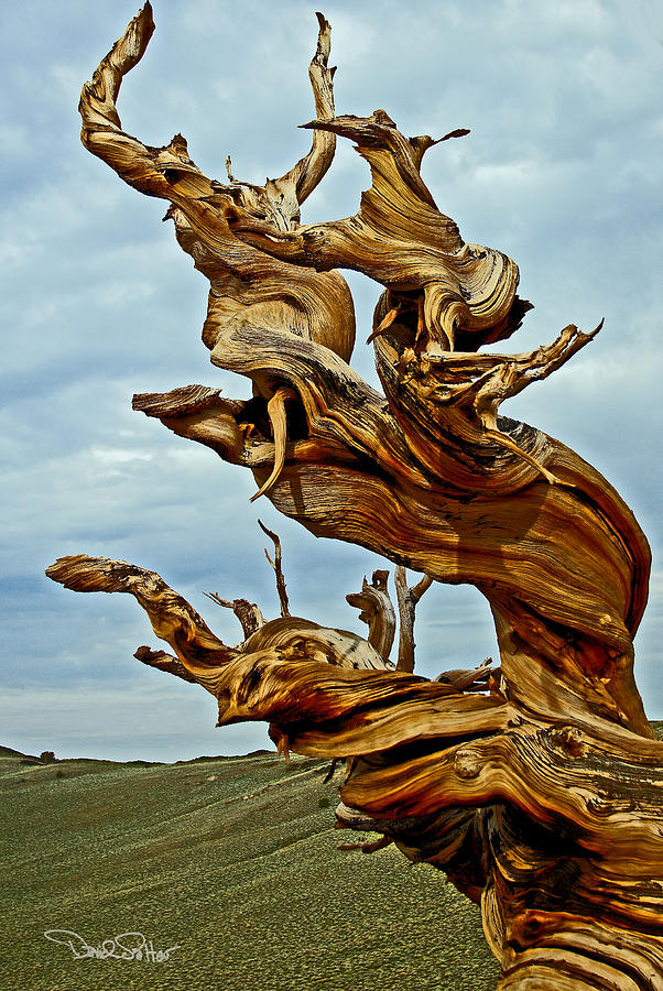 Bristlecone Pine Photograph by David Salter