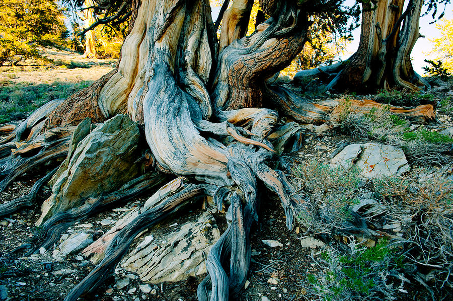 Nature Photograph - Bristlecone Pine Grove At Ancient by Panoramic Images