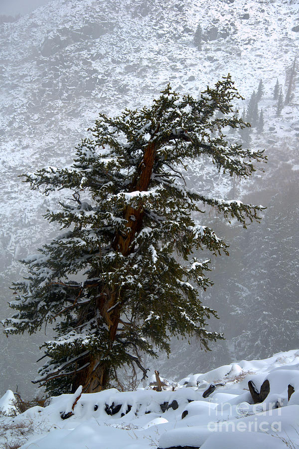 Bristlecone Pine in Snow Photograph by Jane Axman