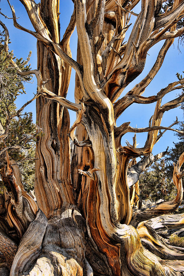 Bristlecone Pine Digital Art By John Saunders - Fine Art America