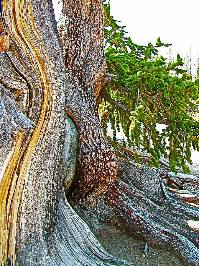 Bristlecone Pine on Ramparts Trail in Cedar Breaks National Monument-Utah  Photograph by Ruth Hager