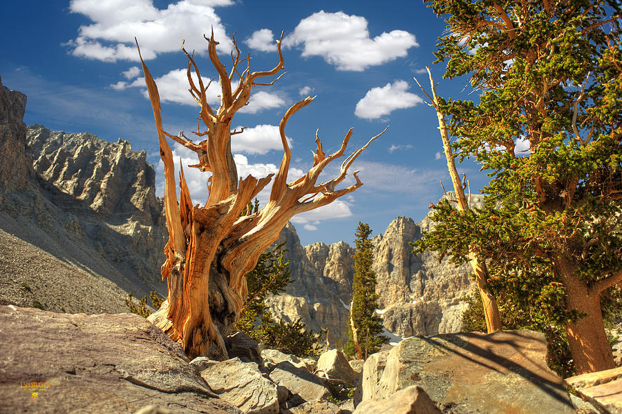 Bristlecone Pine - Great Basin National Park - Nevada Photograph by Steve Ellison