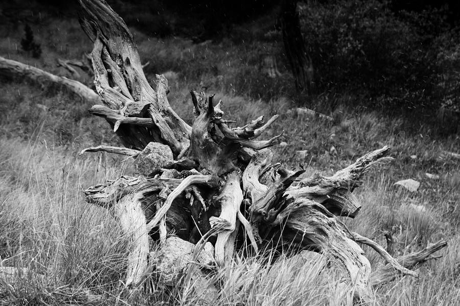 Bristlecone Pine Stump Photograph by Harold Rau