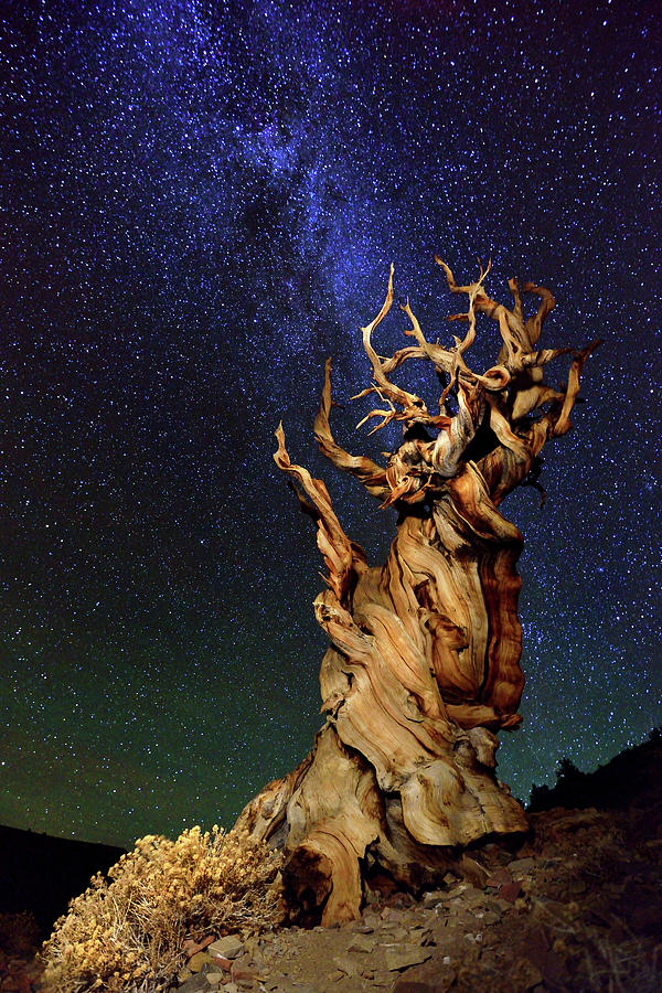 Space Photograph - Bristlecone Pine by Tanja Ghirardini
