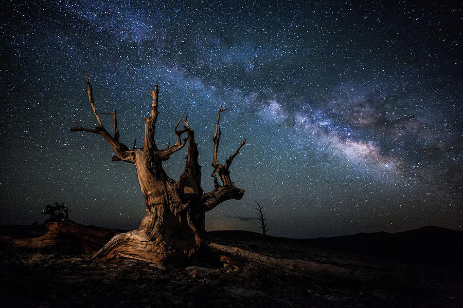 Space Photograph - Bristlecone Pine Tree And The Milky Way by Daniel J Barr