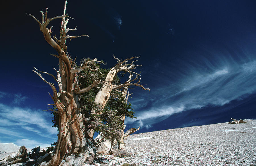 Bristlecone Pine Tree In Patriarch Photograph by John Elk