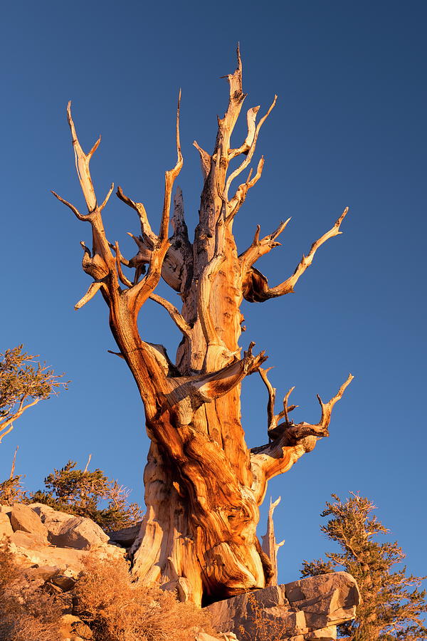 Bristlecone Pine Tree In The Ancient by Adam Burton / Robertharding