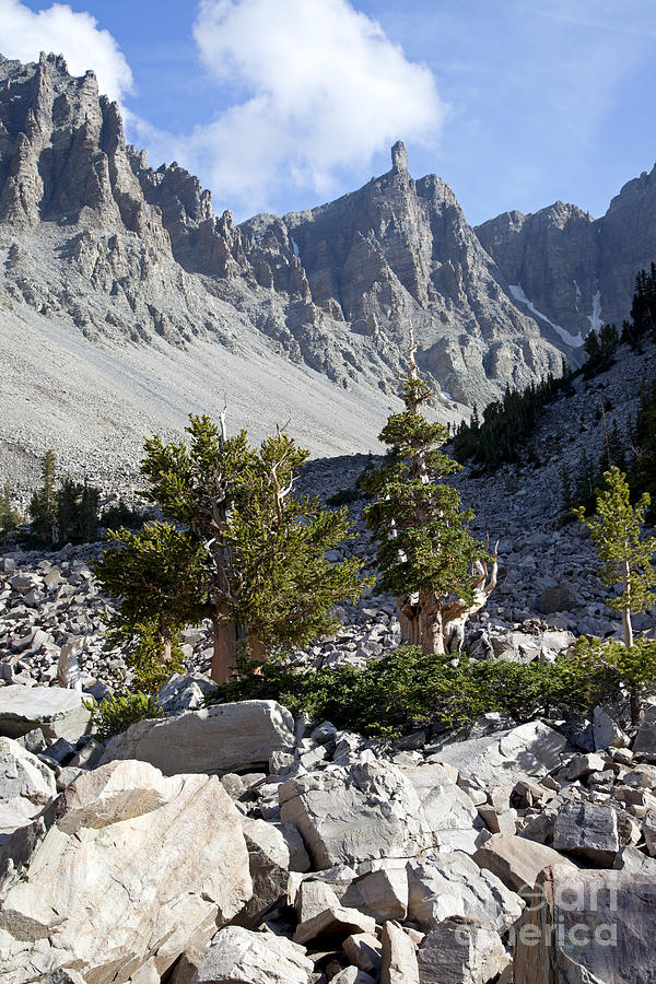 Bristlecone Pines and Wheeler Peak Photograph by Rick Pisio