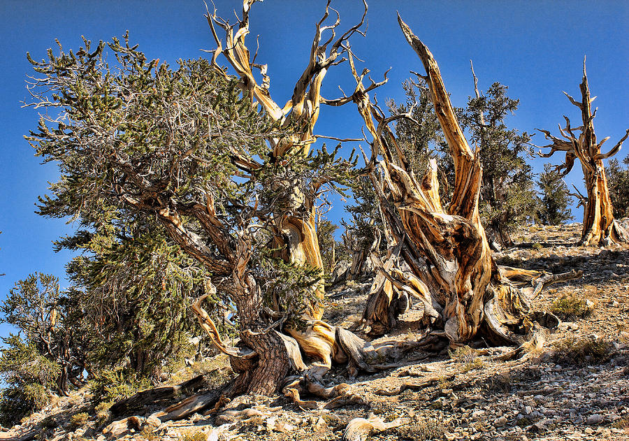 Oldest Living Thing Digital Art - Bristlecone Pines Oldest Living Organism by John Saunders