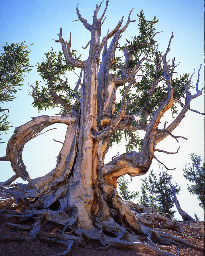 Bristlecone Silver Silhouette Photograph by Ray Mathis